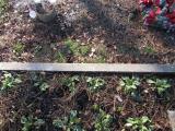 image of grave number 931636